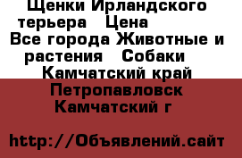 Щенки Ирландского терьера › Цена ­ 30 000 - Все города Животные и растения » Собаки   . Камчатский край,Петропавловск-Камчатский г.